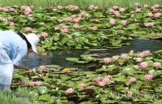 부산 삼락생태공원서 수련꽃 감상