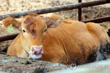 해남 축사서 소 63마리 굶어 죽게한 30대 주인 구속영장