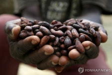 코코아값 3년새 3.3배 올랐는데…아프리카 농민들 눈물 여전
