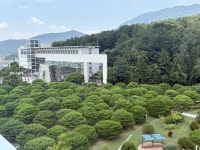 경남도청 소나무 숲 송림포, 우리 동네 소나무는 어디에