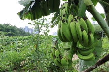 서울에도 바나나가 열립니다