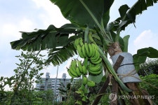 서울 도심에 열린 바나나