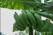 무더운 날씨 속 서울 도심에 열린 바나나