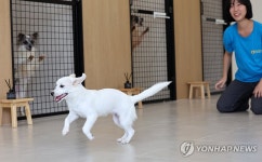 광주 동구 유기견 입양센터 피스멍멍 개소