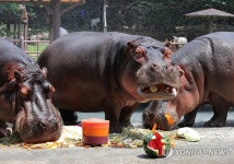 여름 특식 먹는 하마