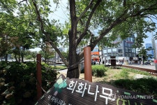 5·18 역사 간직한 회화나무 후계목