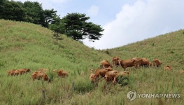 입추 이틀 앞둔 대관령