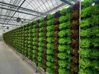 아산시, 수직형 스마트팜 온실서 여름 쌈채소 재배 성공