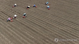 제주의 감자 심는 풍경