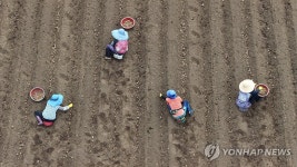 제주의 감자 심는 풍경