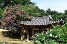 담양군 죽림재에 백일홍 만개
