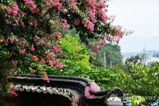 담양군 죽림재에 백일홍 만개