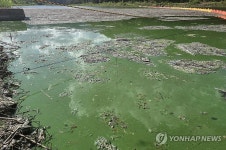 옥천 서화천 하류 고농도 녹조 덩어리