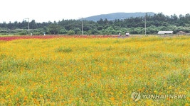 보롬왓, 가을의 문턱에서