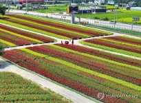 가을철 개장 하루 앞둔 철원 고석정 꽃밭