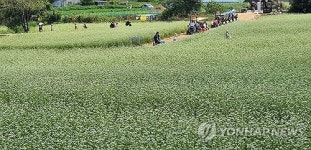 흐드러진 메밀꽃과 문학의 향기 속으로…평창 효석문화제 개막