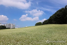 도심 속 메밀꽃 필 무렵