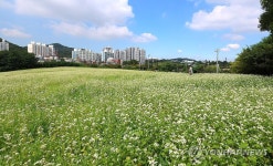 가을 오는 풍경... 메밀꽃 필 무렵