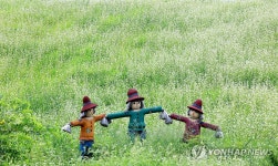 허수아비와 메밀꽃