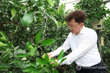 레드향 재배 농장 방문한 이승돈 농촌진흥청장