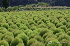 연천 관광명소 임진강 댑싸리 정원