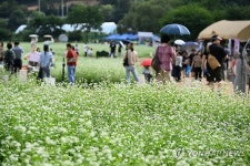 흐드러진 메밀꽃과 효석 문학의 향기 속으로