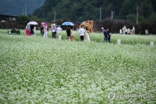 흐드러진 메밀꽃과 효석 문학의 향기 속으로