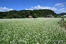 메밀꽃 필 무렵 소설 속 한 장면처럼