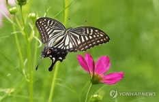 코스모스 사이 분주하게 날아다니는 호랑나비