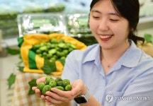 농협유통 하나로마트, 토종 다래 올해 처음 판매