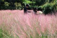 핑크뮬리의 계절이 왔다