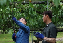 복숭아 가지치기하는 이재명 대통령