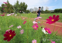 코스모스 핀 산동교친수공원