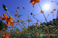 파란 가을하늘과 코스모스