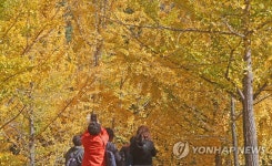 홍천군, 가을명소 은행나무숲 무료 개방