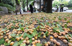 가을 악취 은행나무 열매 수거