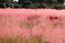 무르익은 핑크뮬리의 계절