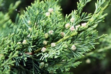 10월의 정원식물 눈향나무…줄기 곡선이 음악 선율 연상