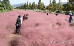 부산 대저생태공원 핑크뮬리 활짝