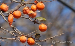 함안서 나무에 달린 수확 직전 대봉감 몽땅 사라져…경찰 추적