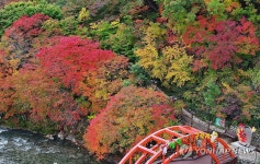 깜짝 추위에 짙게 물든 철암 단풍