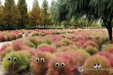 가을의 운치 더하는 댑싸리