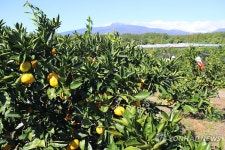 제주는 감귤의 계절