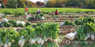 김장 무 수확하는 농민들