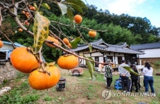 [여행honey] 지친 영혼을 달래줄 안동 금소마을