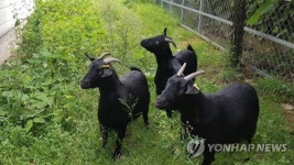 경남도, 염소산업 발전계획 수립…흑염소 가공·유통센터 건립