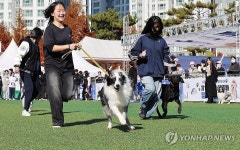 댕댕이 말고 탐지견