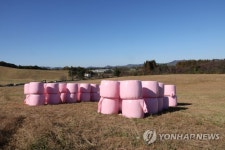 [걷고 싶은 길] 겨울을 기다리는 드넓은 초지 서산 한우목장길