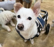 5년째 전속 모델인 굳건이…올해도 새 가족 기다립니다