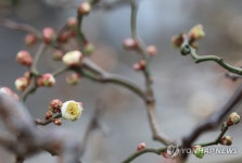 꽃망울 터뜨린 매화나무